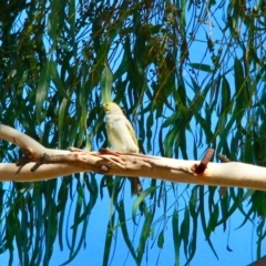 Ptilotula penicillata (White-plumed Honeyeater) at Harrison, ACT - 7 Apr 2019 by davobj