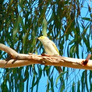 Ptilotula penicillata at Harrison, ACT - 7 Apr 2019