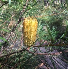 Banksia spinulosa var. spinulosa (Hairpin Banksia) at Jervis Bay National Park - 6 Apr 2019 by EmmCrane