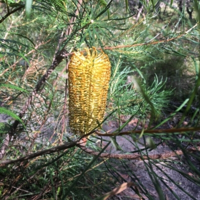 Banksia spinulosa var. spinulosa (Hairpin Banksia) at Jervis Bay National Park - 6 Apr 2019 by EmmCrane