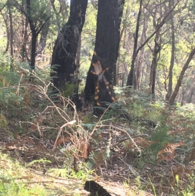 Nephila plumipes (Humped golden orb-weaver) at Jervis Bay National Park - 6 Apr 2019 by Emm Crane