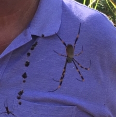 Nephila plumipes at Vincentia, NSW - 6 Apr 2019 03:59 PM