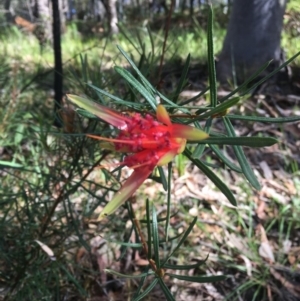 Lambertia formosa at Vincentia, NSW - 6 Apr 2019