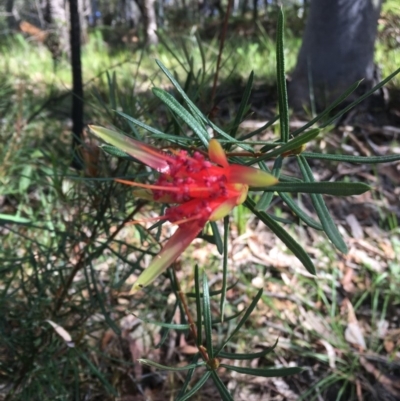 Lambertia formosa (Mountain Devil) at Vincentia, NSW - 6 Apr 2019 by EmmCrane