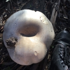 Austrocortinarius australiensis at QPRC LGA - 7 Apr 2019 by LisaH