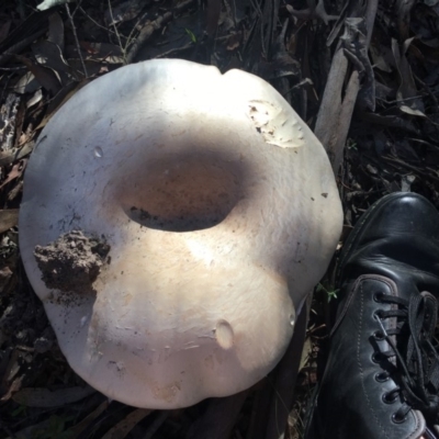 Austrocortinarius australiensis at Mongarlowe River - 7 Apr 2019 by LisaH