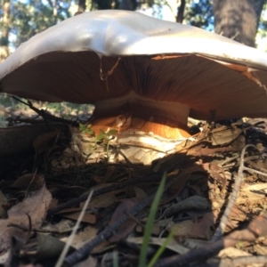 Austrocortinarius australiensis at Mongarlowe, NSW - 7 Apr 2019