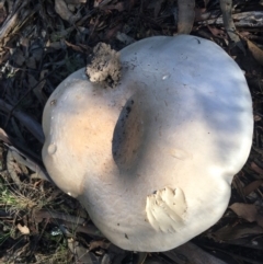 Austrocortinarius australiensis at Mongarlowe, NSW - 7 Apr 2019