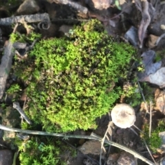 Unverified Lichen, Moss or other Bryophyte at Mongarlowe River - 7 Apr 2019 by LisaH