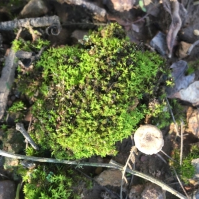 Unverified Lichen, Moss or other Bryophyte at Mongarlowe River - 7 Apr 2019 by LisaH
