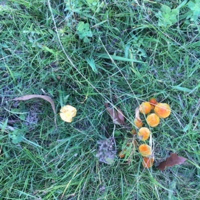 Hygrocybe sp. (Hygrocybe) at Mongarlowe River - 7 Apr 2019 by LisaH