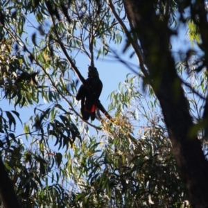 Calyptorhynchus lathami lathami at Moruya, NSW - suppressed