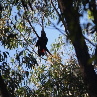 Calyptorhynchus lathami lathami (Glossy Black-Cockatoo) at Broulee Moruya Nature Observation Area - 2 Mar 2019 by LisaH