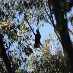 Calyptorhynchus lathami lathami at Moruya, NSW - suppressed