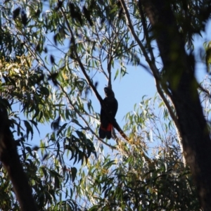 Calyptorhynchus lathami lathami at Moruya, NSW - suppressed