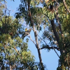 Calyptorhynchus lathami lathami at Moruya, NSW - suppressed