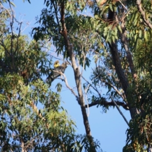 Calyptorhynchus lathami at Moruya, NSW - 3 Mar 2019