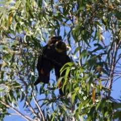 Calyptorhynchus lathami lathami at Moruya, NSW - 3 Mar 2019