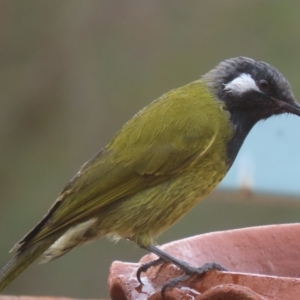 Nesoptilotis leucotis at Sutton, NSW - 21 Mar 2019