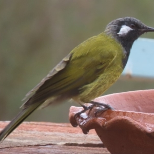 Nesoptilotis leucotis at Sutton, NSW - 21 Mar 2019 12:00 AM