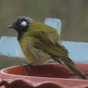 Nesoptilotis leucotis at Sutton, NSW - 21 Mar 2019