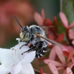 Amegilla sp. (genus) (Blue Banded Bee) at Page, ACT - 4 Apr 2019 by DonTaylor