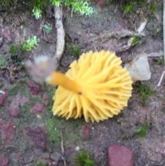 Lichenomphalia chromacea at Mirador, NSW - 29 Mar 2019