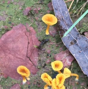 Lichenomphalia chromacea at Mirador, NSW - 29 Mar 2019