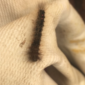 Euproctis melanosoma at Mirador, NSW - 3 Apr 2019 12:19 PM