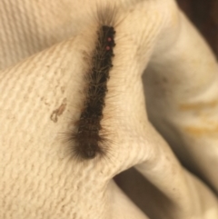 Unidentified Insect (TBC) at Mirador, NSW - 3 Apr 2019 by hynesker1234
