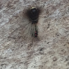 Euproctis melanosoma at Mirador, NSW - 3 Apr 2019 12:19 PM