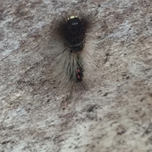 Euproctis melanosoma at Mirador, NSW - 3 Apr 2019 12:19 PM
