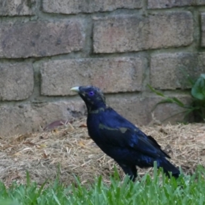 Ptilonorhynchus violaceus at Morton, NSW - 5 Feb 2019