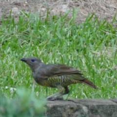 Ptilonorhynchus violaceus (Satin Bowerbird) at Morton, NSW - 5 Feb 2019 by vivdavo