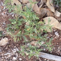 Solanum triflorum (Three-flowered Nightshade) at Mount Majura - 3 Apr 2019 by waltraud