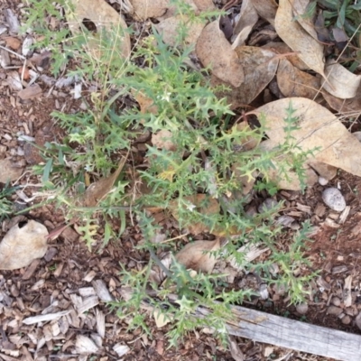 Solanum triflorum (Three-flowered Nightshade) at Watson, ACT - 3 Apr 2019 by waltraud