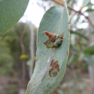 Eucalyptus sp. at Rendezvous Creek, ACT - 28 Jan 2019 11:39 AM