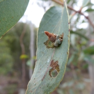 Eucalyptus sp. at Rendezvous Creek, ACT - 28 Jan 2019