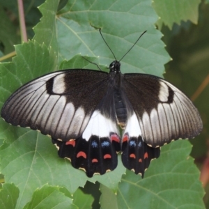 Papilio aegeus at Conder, ACT - 8 Mar 2019