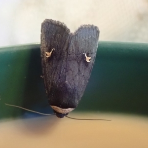 Proteuxoa cinereicollis at Spence, ACT - 8 Apr 2019 08:57 AM