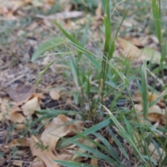 Microlaena stipoides (Weeping Grass) at Pollinator-friendly garden Conder - 11 Mar 2019 by michaelb