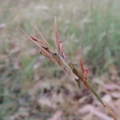 Cymbopogon refractus (Barbed-wire Grass) at Pollinator-friendly garden Conder - 3 Mar 2019 by michaelb