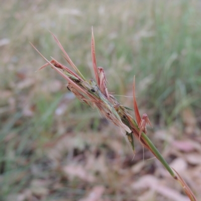 Cymbopogon refractus (Barbed-wire Grass) at Conder, ACT - 3 Mar 2019 by michaelb