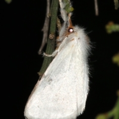 Lymantriinae (subfamily) (Unidentified tussock moths) at Ainslie, ACT - 10 Mar 2019 by jb2602