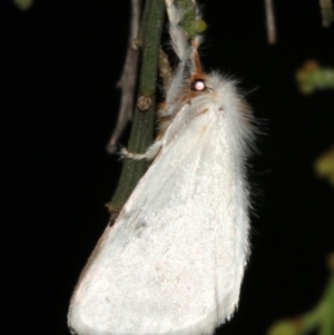 Lymantriinae (subfamily) at Ainslie, ACT - 10 Mar 2019 10:32 PM