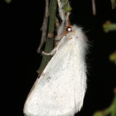 Lymantriinae (subfamily) (Unidentified tussock moths) at Mount Ainslie - 10 Mar 2019 by jb2602
