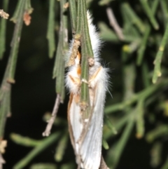 Lymantriinae (subfamily) at Ainslie, ACT - 10 Mar 2019 10:32 PM