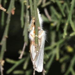 Lymantriinae (subfamily) at Ainslie, ACT - 10 Mar 2019 10:32 PM