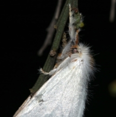 Lymantriinae (subfamily) at Ainslie, ACT - 10 Mar 2019 10:32 PM