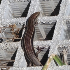 Acritoscincus duperreyi (Eastern Three-lined Skink) at Paddys River, ACT - 7 Apr 2019 by Christine